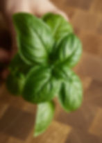 Basil