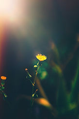Image by Satyajit Bhowmik