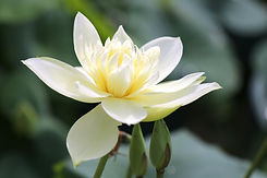 Image de Heneli & Flower