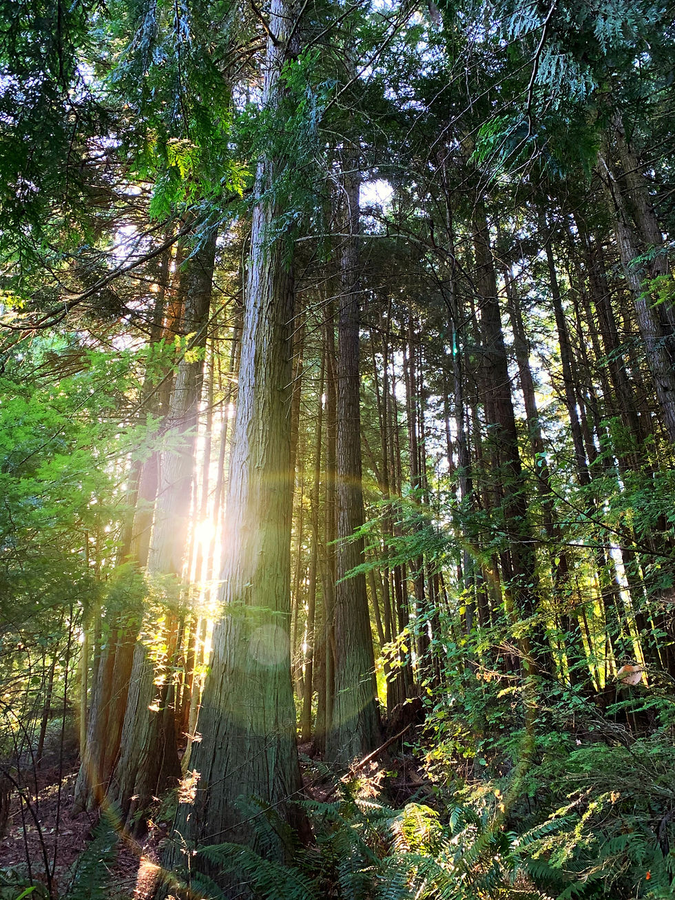 Ciclo perfeito de renovação e sustentabilidade