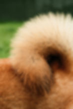 ¿Es dañino el pelo de perro? Alergias, efectos respiratorios y datos científicos.