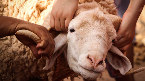 Be Careful of Food Poisoning After Eid al Adha