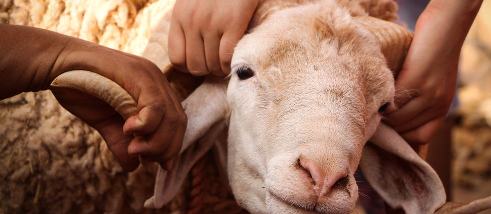 제사 제물을 바친 이유