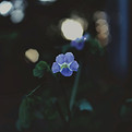 Image by Chinnu Indrakumar