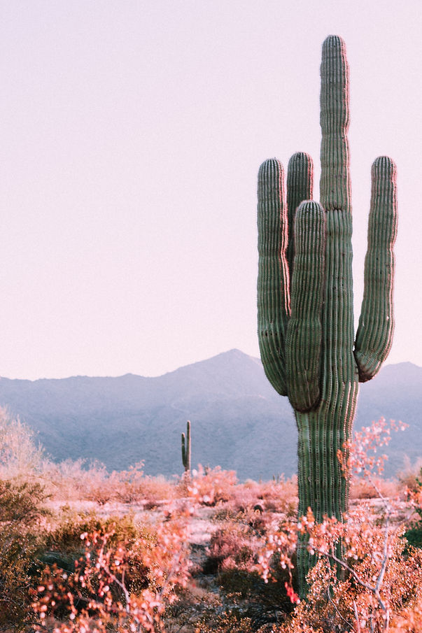 Image by Cody Doherty