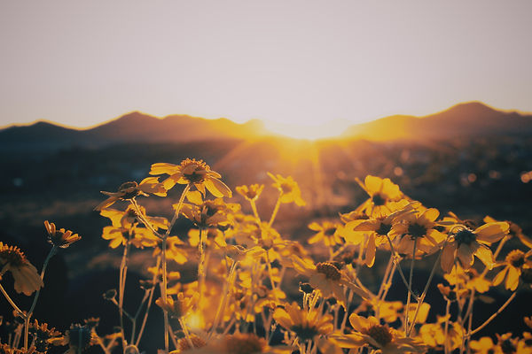 Image by Joel Nevius