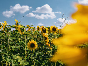 大暑の体、不調のサインは自然からの声