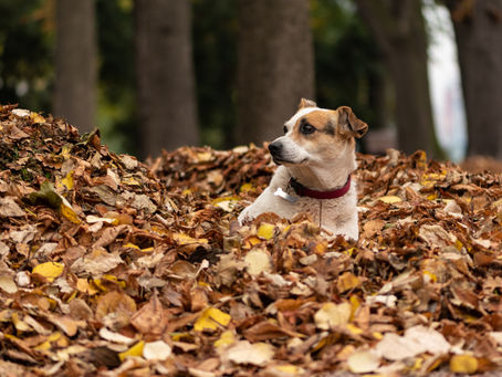 Fall Pet Waste Cleanup: Why Now Is the Best Time for Pet Waste Removal Services