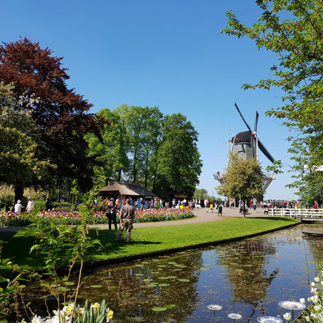Windmill and garden with flowers