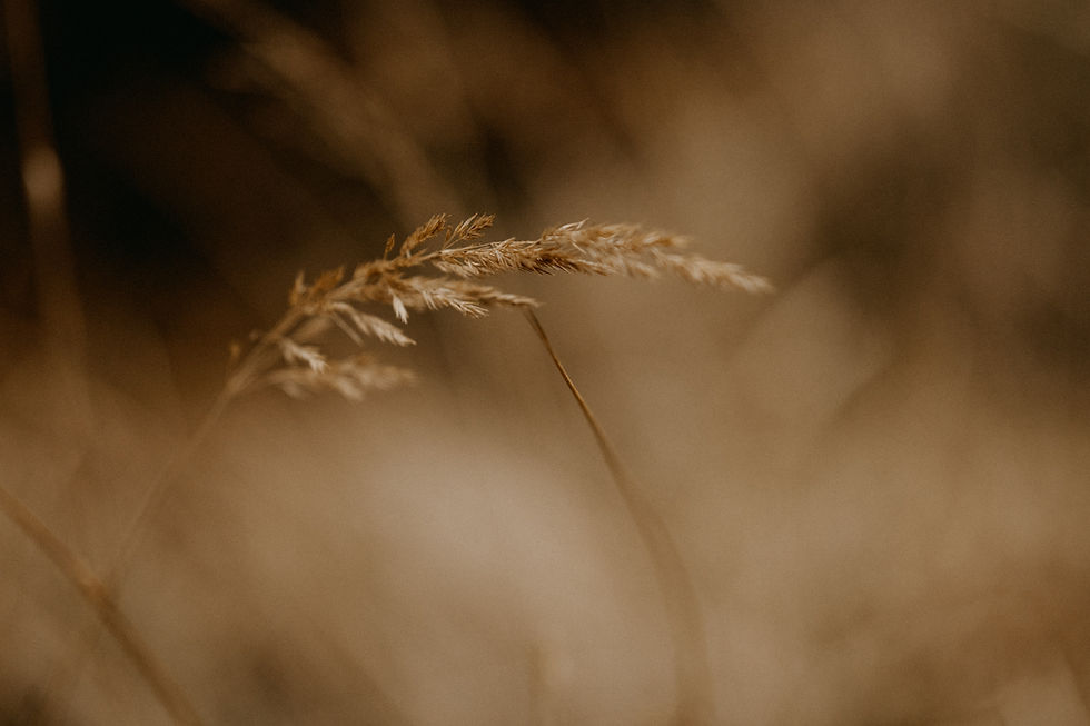 Image by Annie Spratt