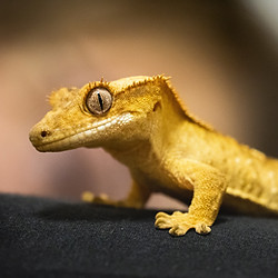 Image by Vitya Lapatey