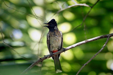 Image by viswaprem anbarasapandian