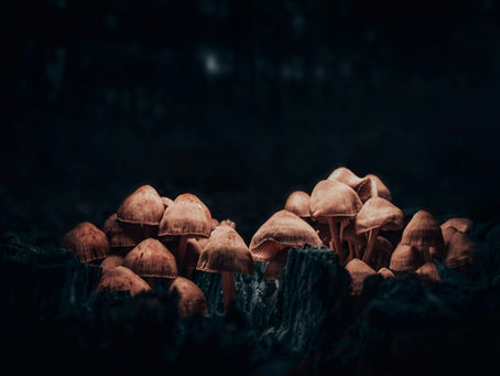 All-in-One Grow Bags vs. Monotubs: Why Monotubs Are the Better Choice for Growing Mushrooms