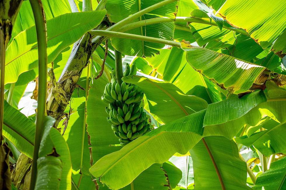 Cluster of green bananas hangs from a tree, surrounded by large green leaves. Sunlight filters through foliage, creating a lush, tropical mood.