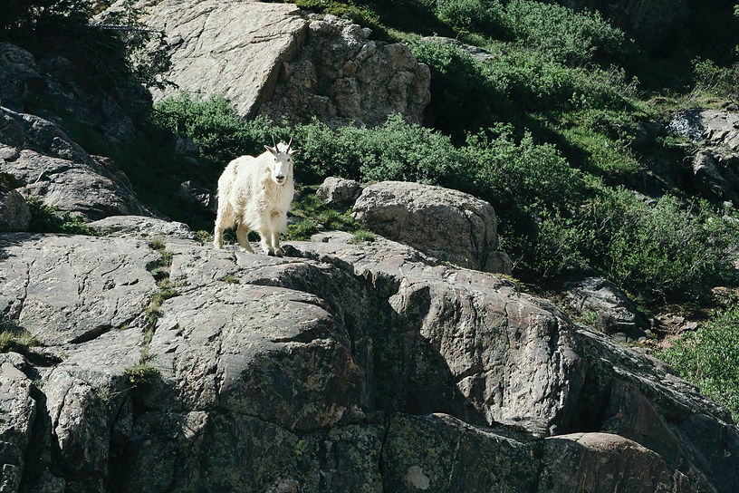Image by Joe Dudeck