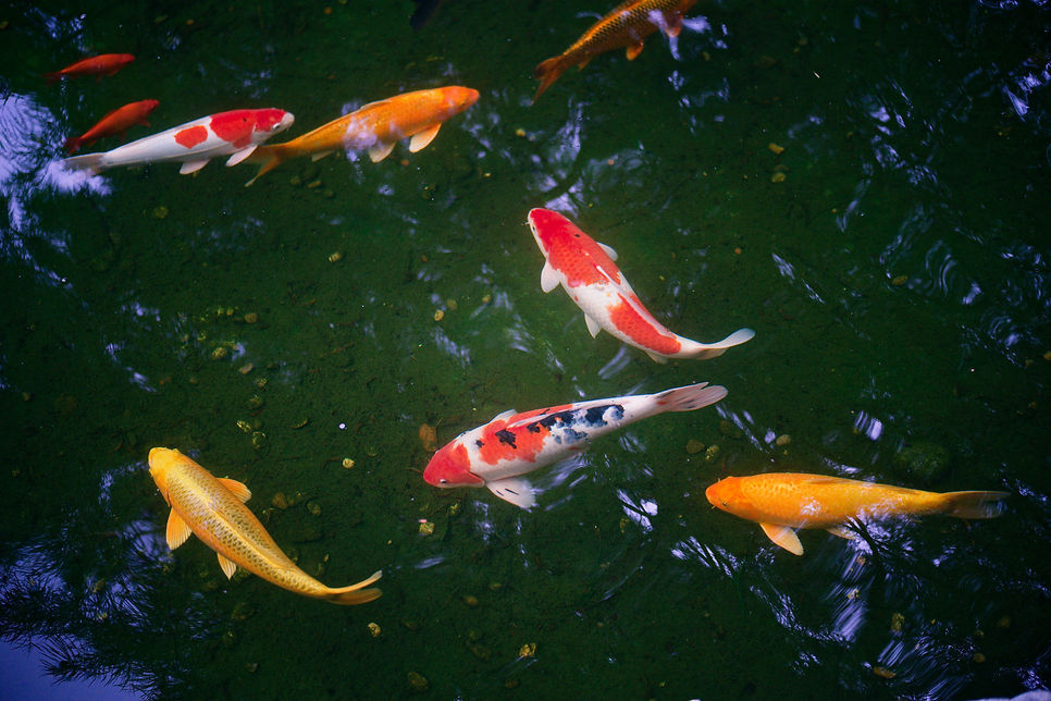 Image by Nikša Leko