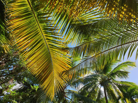 Caribbean American Heritage Month Weekend Celebration