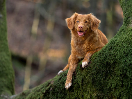 Duck Tolling Retriever Sitting on a Tree