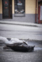 Current Debates in Animal Ethics: Animals and Death