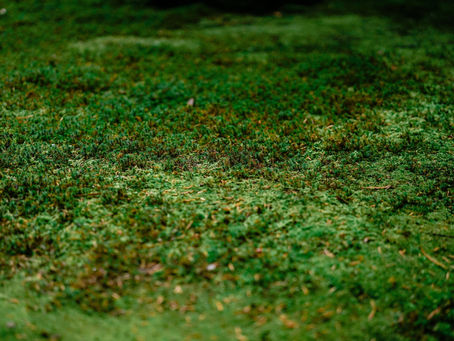 The Impact of Moss and Algae on Your Property: Softwashing Solutions to Restore Appeal and Prevent Damage