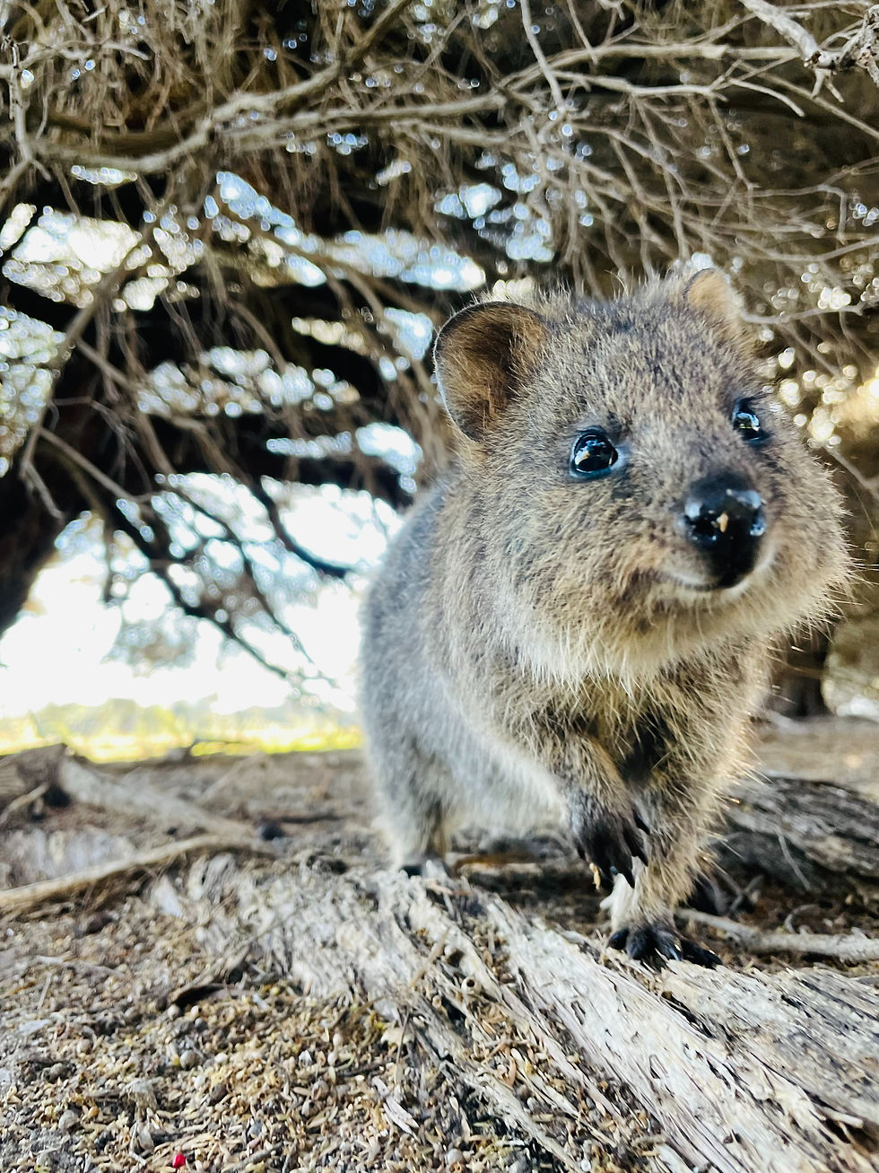 Quokka on Rottnest Island, Travel Guide Western Australia