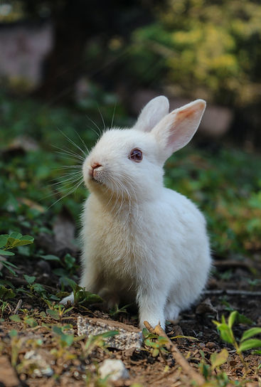 Image by Satyabrata sm