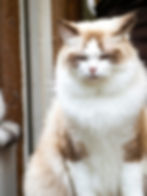 uzun tüylü kedi cinsleri