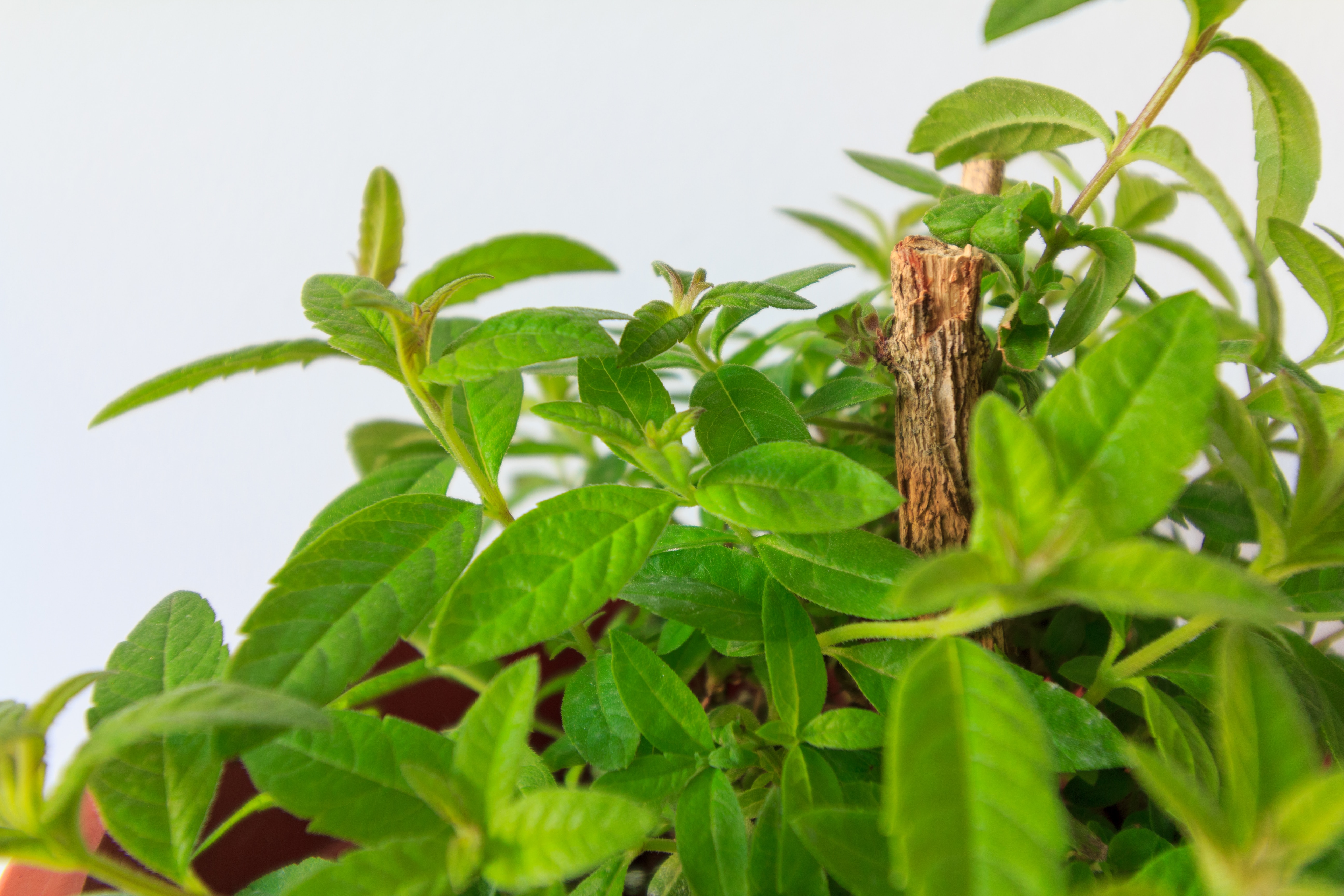 lemon verbena for Moroccan tea