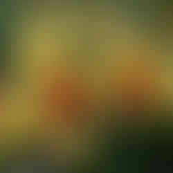 Unusual, fuzzy yellow-orange kangaroo paw flowers with red stems and green foliage in the background.