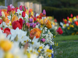 Beautiful blooms