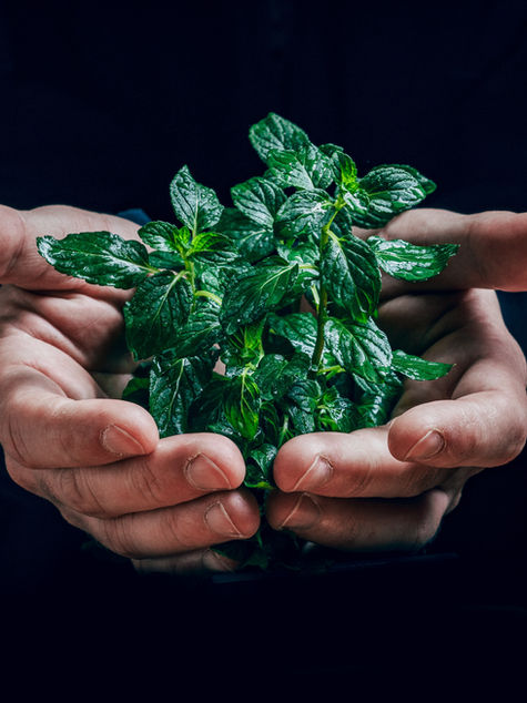 El proyecto BioPhoto desarrollará una tecnología para la producción de hidrógeno verde