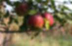 Ellijay GA Apples