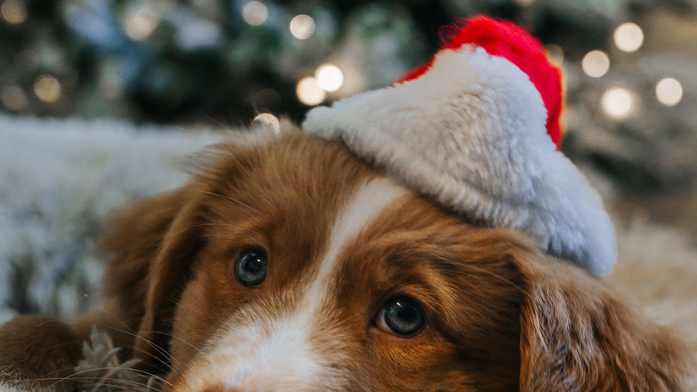 Brown puppy with a Santa hat rests on a shaggy blanket, in front of a blurred Christmas tree with twinkling lights, creating a cozy vibe.