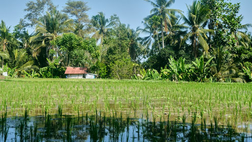 Ubud: Balis kulturelles Herz zwischen Reisterrassen und Tempeln
