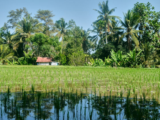 Ubud: Balis kulturelles Herz zwischen Reisterrassen und Tempeln