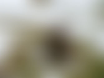 Groundhogs predict six more weeks of winter