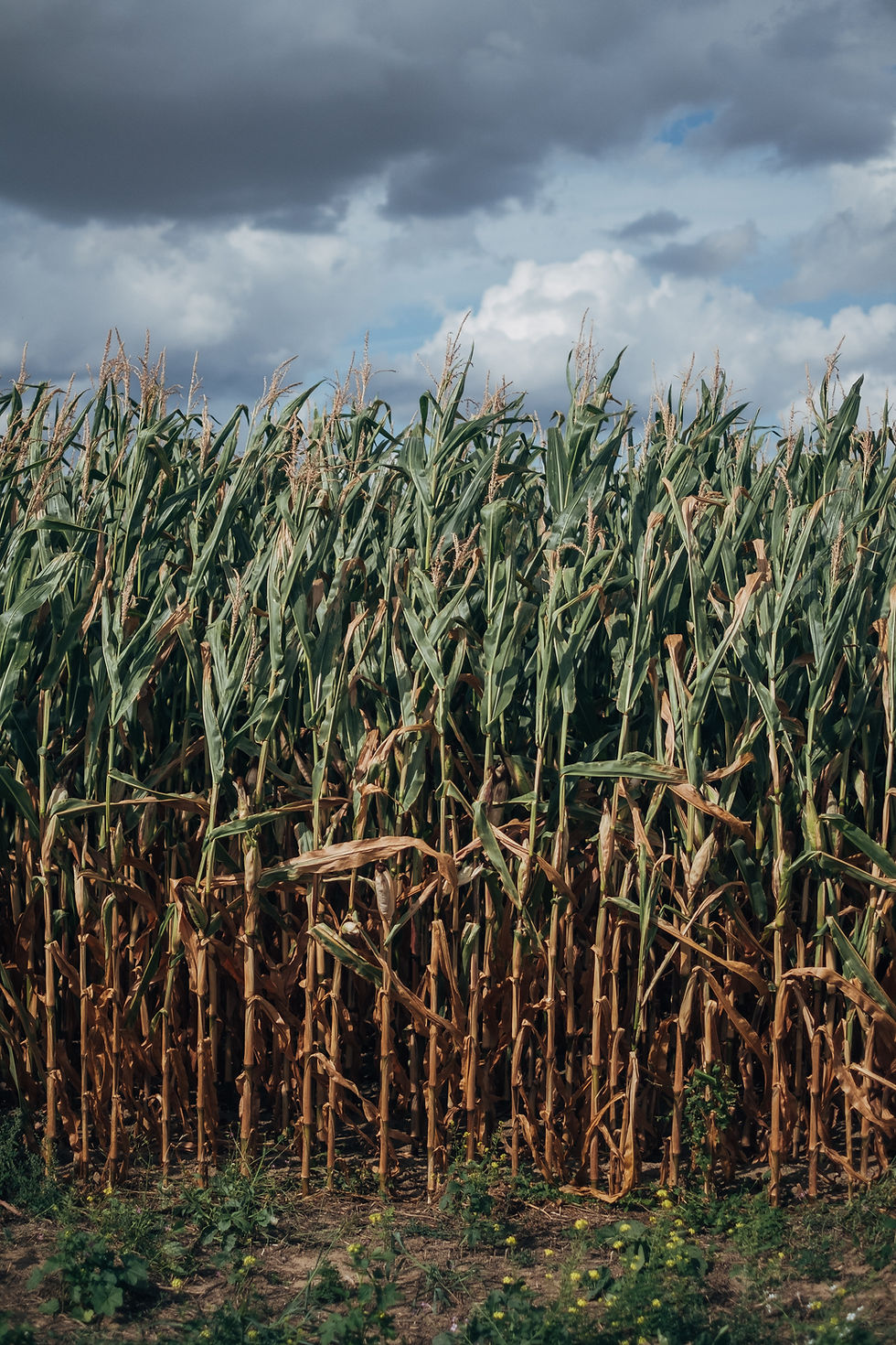 Sugar Cane Alcohol: What It Is, How It’s Made, And Why It Matters