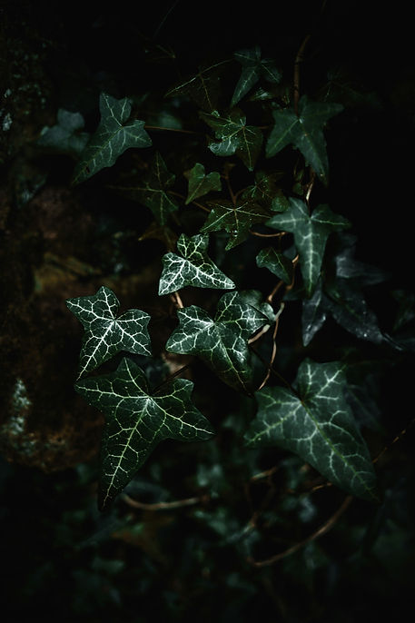 Image by Alex