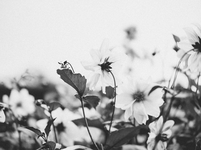 Image by Annie Spratt
