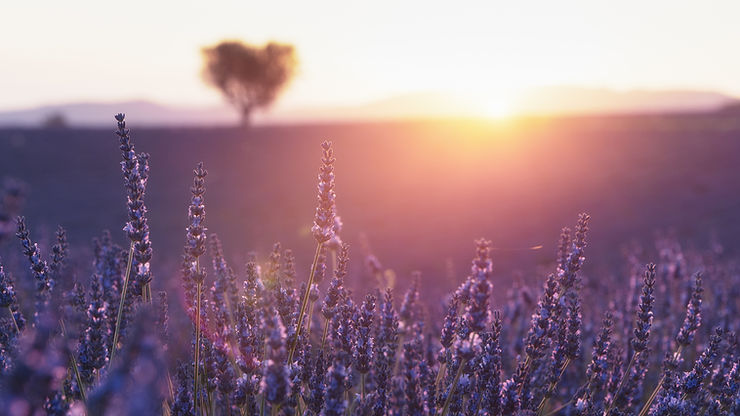 Image by Thomas Despeyroux