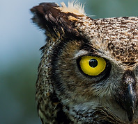 Wachsames Auge