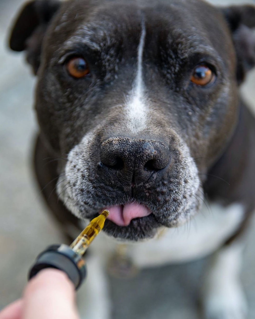dog-getting-cbd-oil