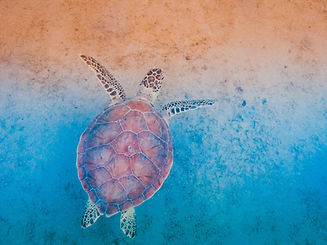 Image by Ana Singh