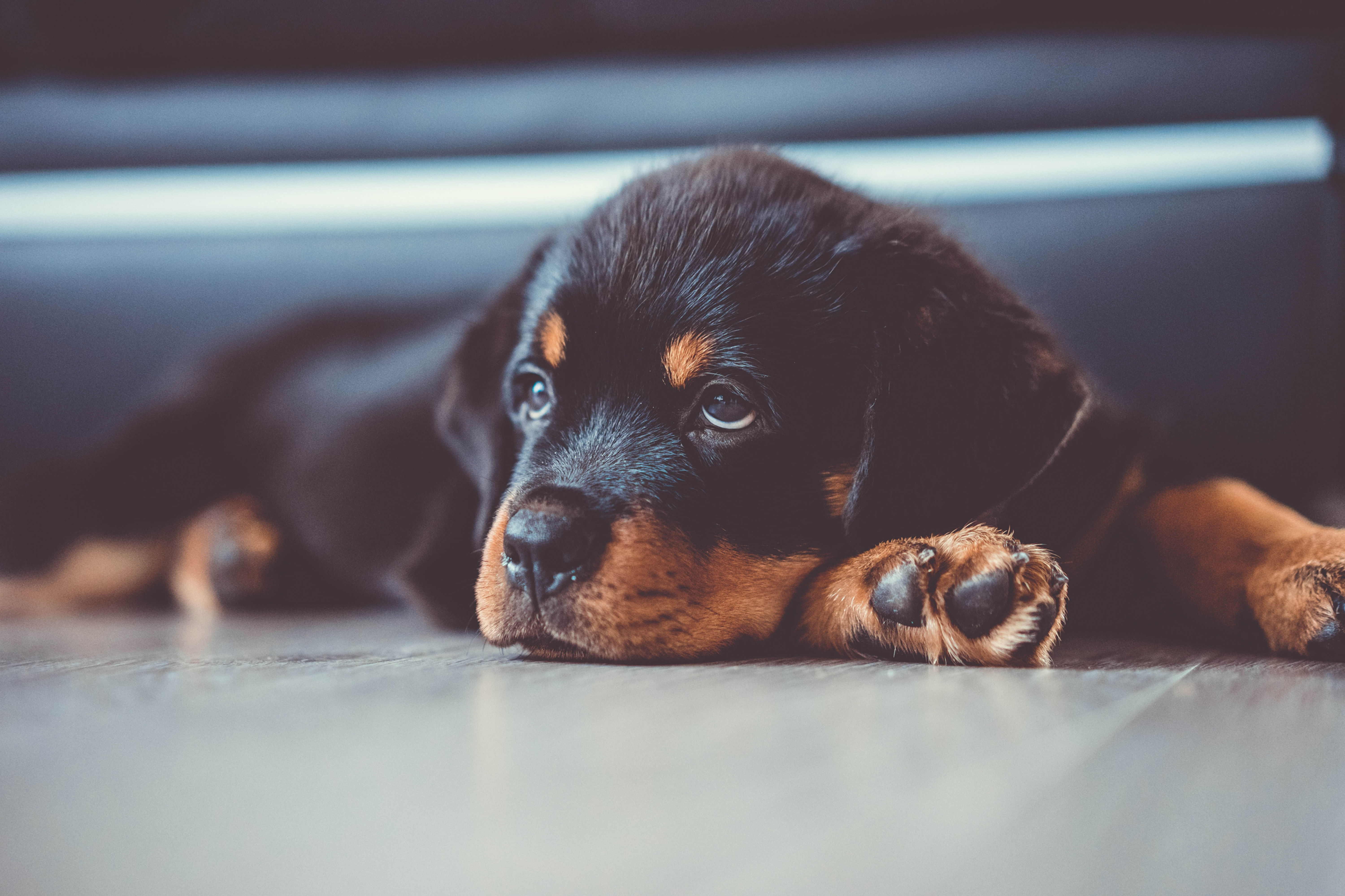 Buy Rottweiler Online | Pets Shopping Platform | Nearby Pets India