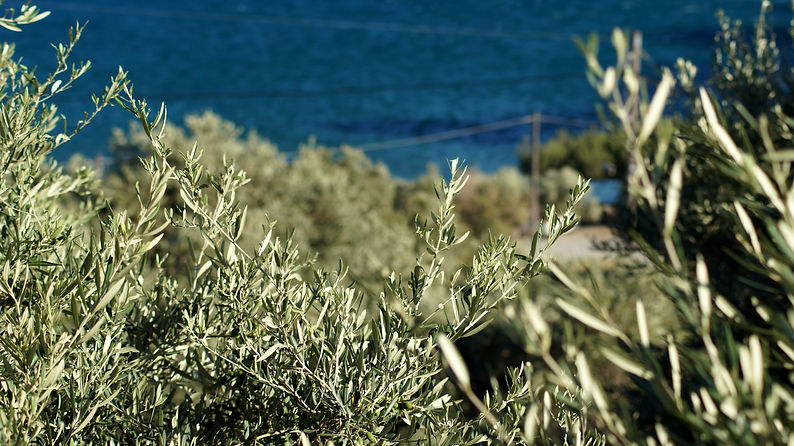 Image by Anna Katharina
