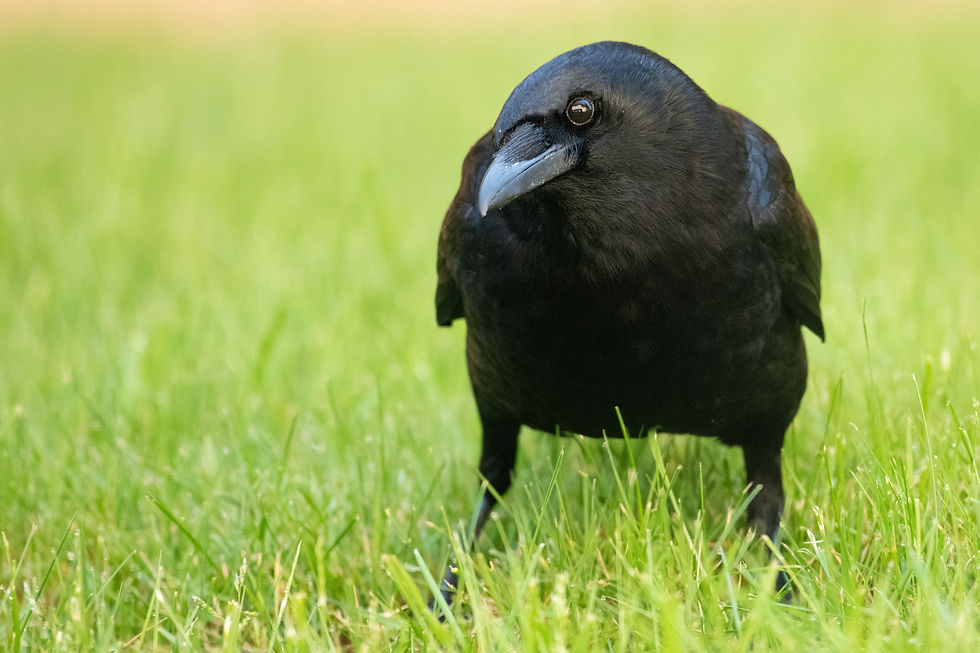 Corvids crows Life cycle.