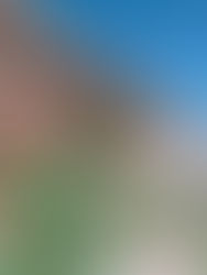 Las plantas con flores sobrevivieron a los dinosaurios