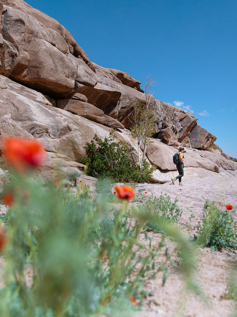 Las plantas con flores sobrevivieron a los dinosaurios