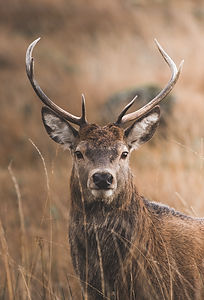 Image by Charles Lamb