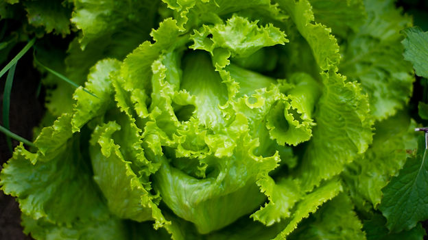 Close-up of fresh, green lettuce with curly leaves. The background is filled with more greenery, creating a vibrant, fresh atmosphere.